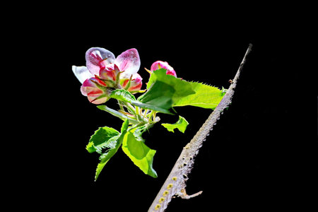 Flowering branch of an apple tree on a black background.の写真素材