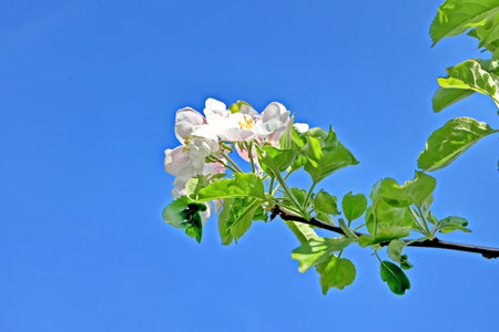Blossoming branch of apple tree on a background of blue skyの写真素材