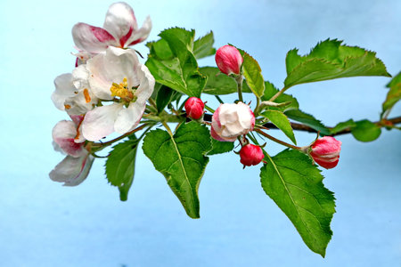 Blossoming branch of apple tree on a blue background. close-upの写真素材