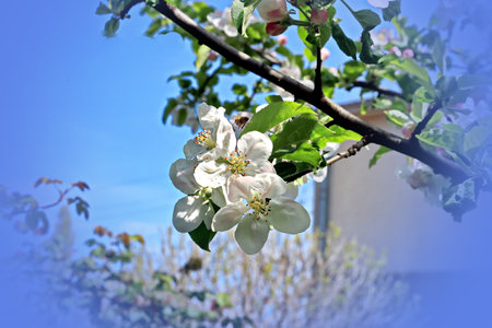 Spring blossom of apple tree with bee on a background of blue skyの写真素材