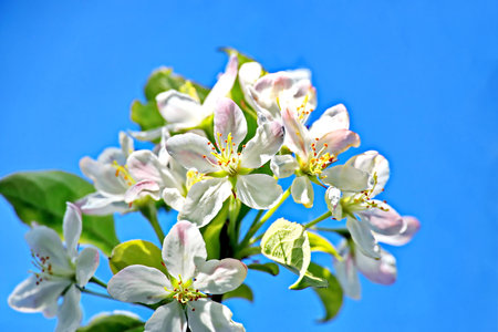 White flowers of apple tree on a background of blue sky close-upの写真素材