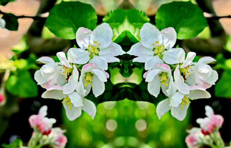 Apple blossom in springtime, close-up of apple flowersの写真素材