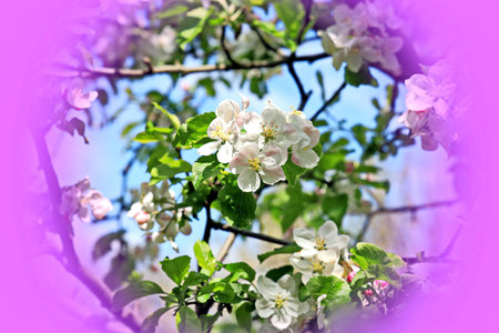 Beautiful blossoming branch of apple tree outdoors on sunny day, closeupの写真素材