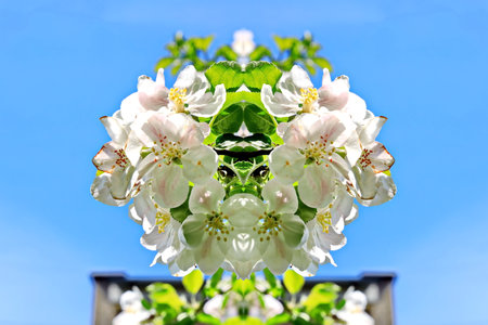 White flowers of an apple tree on a background of blue sky.の写真素材
