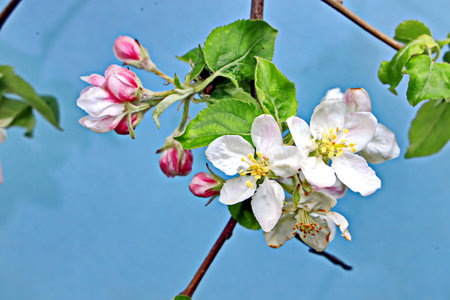 apple blossom on blue background, close up, selective focusの写真素材