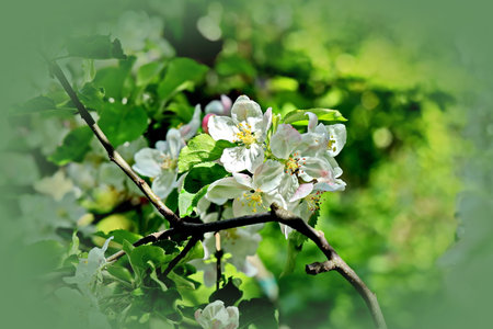 Blossoming branch of apple tree in the spring garden. nature backgroundの写真素材