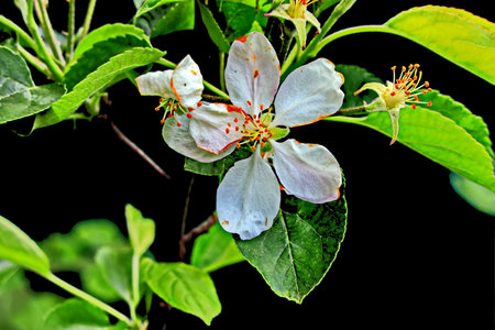 Flowers of apple tree isolated on black background, close-upの写真素材