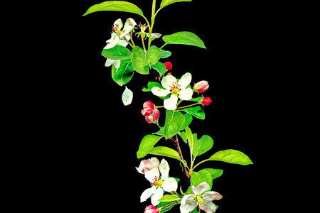 apple tree blossom isolated on black background. Spring flowering of apple treesの写真素材