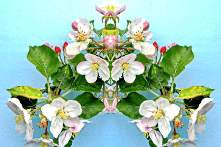 Flowers of apple blossoms on a blue background with reflection.の写真素材