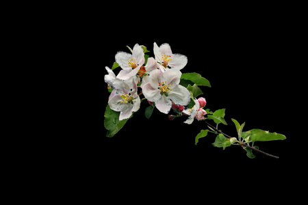 Flowering branch of apple tree isolated on a black background.の写真素材