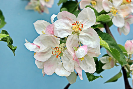 Apple blossoms in spring on a blue background, close-upの写真素材