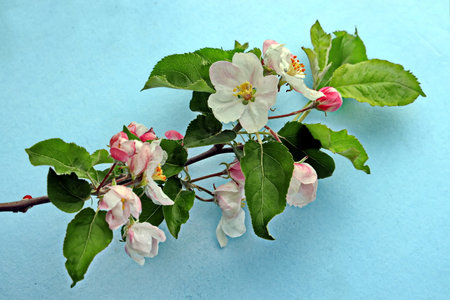 Apple tree branch with pink flowers and green leaves on a blue backgroundの写真素材