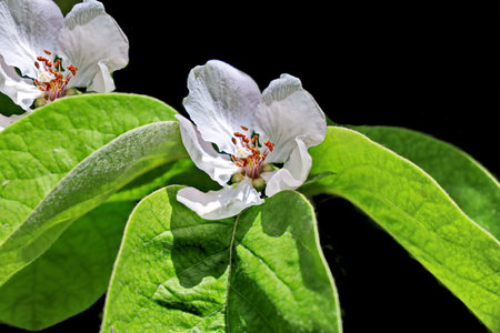 blossoming branch of apple tree on a black background close upの写真素材