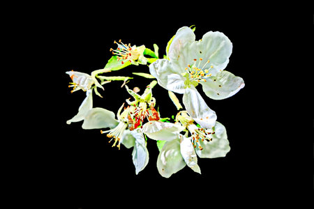 Apple blossom isolated on black background, close up of white flowersの写真素材
