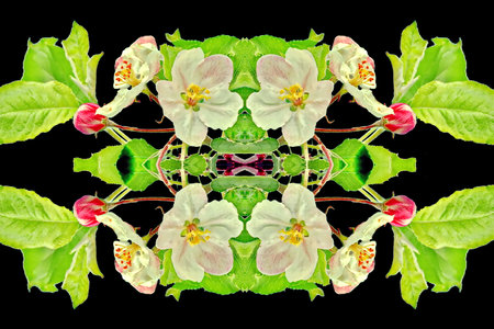 White flowers of apple tree isolated on black background. computer generated graphics.の写真素材