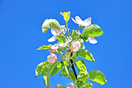 Apple blossom in spring against blue sky, closeup of photoの写真素材