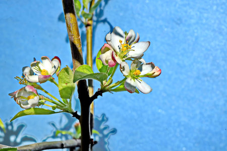 Flowering branch of apple on a background of blue sky.の写真素材
