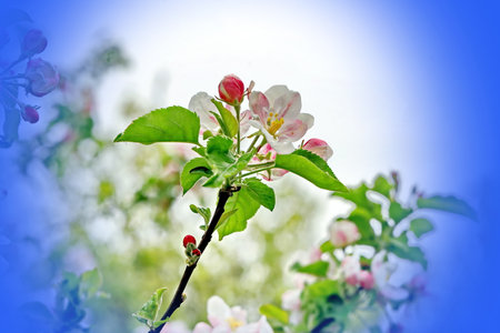 Apple blossom on blue sky background. Soft focus, shallow DOF.の写真素材