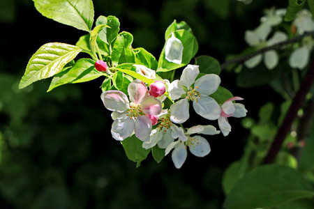 Apple blossom in spring, closeup of apple tree branch with flowersの写真素材