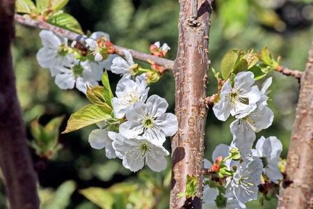 cherry blossom in spring time, close-up of flowersの写真素材