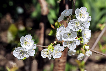 cherry blossom in spring, close-up of white flowersの写真素材