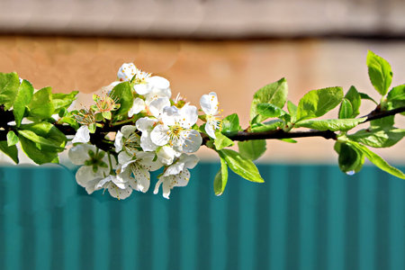 White flowers on a branch of a blossoming apple tree in springの写真素材