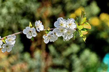 cherry blossom in spring, close-up of white flowersの写真素材