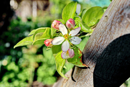 Apple blossom on a tree branch in the garden. spring season.の写真素材
