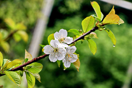 cherry blossom on a branch with green leaves in the garden