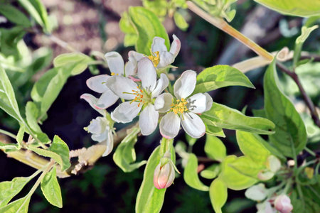 Apple blossoms on a spring day in the garden, close-upの写真素材