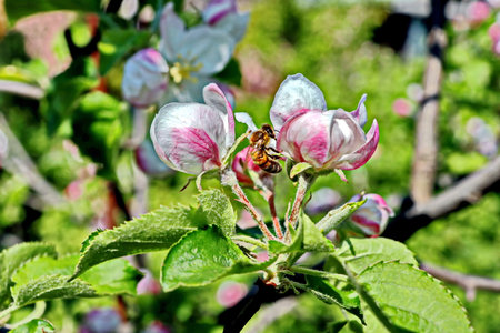Bees pollinate apple blossom in spring, close-upの写真素材