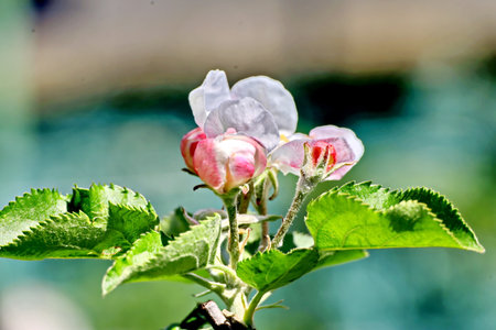 Close-up of apple blossom in spring. Shallow depth of fieldの写真素材