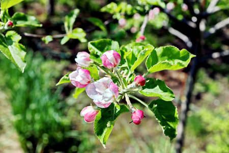 Blooming apple tree in the spring garden on a sunny day.の写真素材