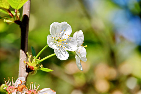 Blossoming branch of cherry on a background of green leaves.の写真素材