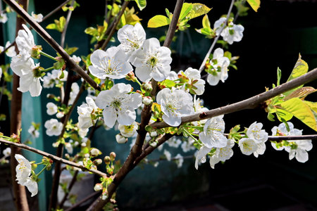 Blossoming branch of cherry in the spring garden. White flowers on a branchの写真素材