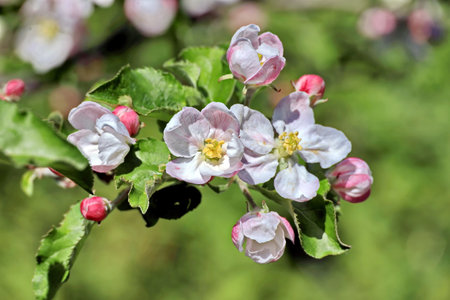 Blossoming branch of apple tree in spring, close-upの写真素材
