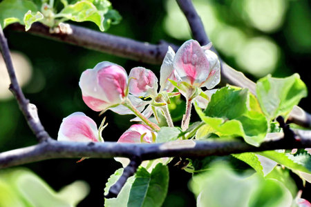 blooming apple tree in the garden on a background of green leavesの写真素材