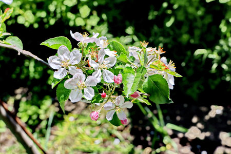 Blossoming branch of apple tree on a background of green foliageの写真素材