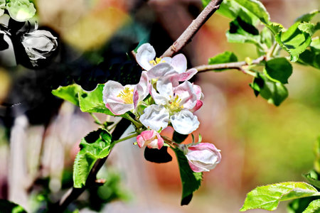 Blossoming branch of apple tree in spring. close-upの写真素材