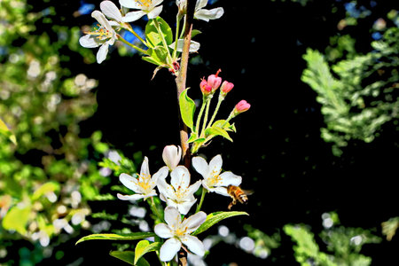 blooming apple tree in spring on a sunny dayの写真素材