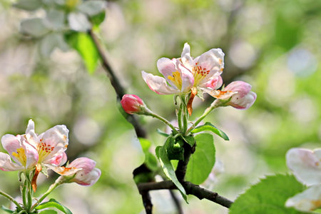Blossoming of apple trees in spring, close-up.の写真素材