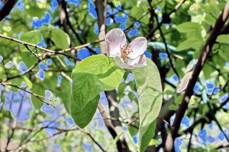 Flowering branch of an apple tree on a background of blue skyの写真素材