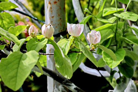 Flowering magnolia tree in the garden in springtime.の写真素材