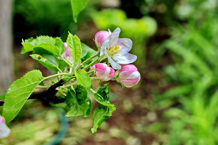 Apple blossom in the garden, close-up, selective focusの写真素材