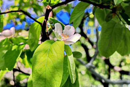 Flowering branch of apple tree on a background of blue skyの写真素材