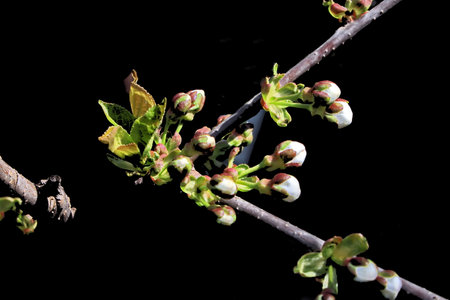 cherry blossom on a black background, closeup of photoの写真素材