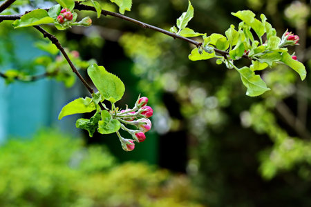 Blossoming branch of apple tree in spring, close up.の写真素材
