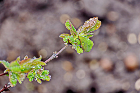 The first spring buds on a branch of a tree in the gardenの写真素材