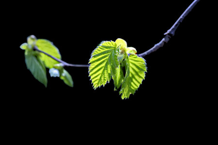 Young leaves on a branch of a tree on a black background.の写真素材