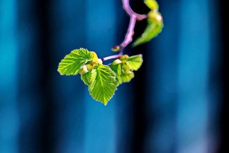 Young green leaves on a branch of a birch tree in springの写真素材